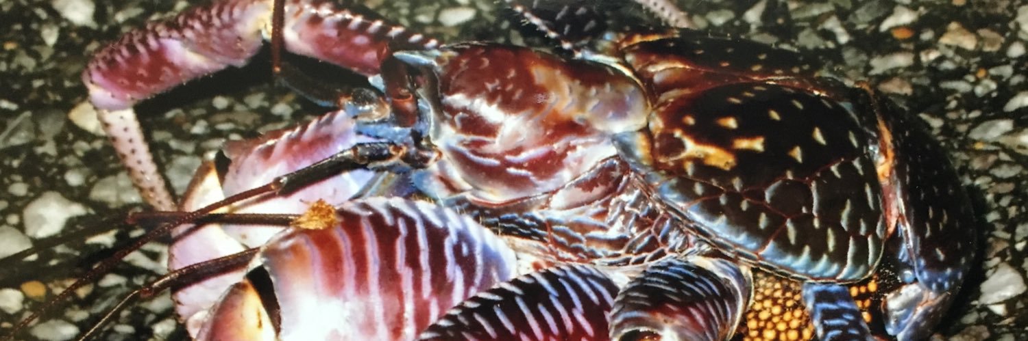 HEMIROCK666's profile banner image
