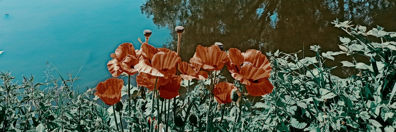 Dan D. Crocodile 🐊 🏴‍☠️ banner