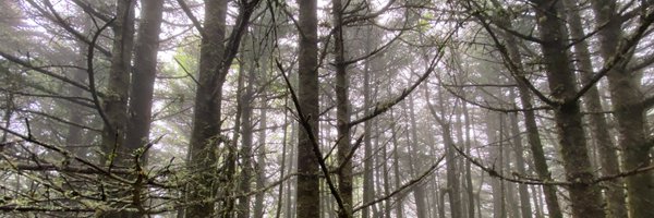 luca_maini Profile Banner