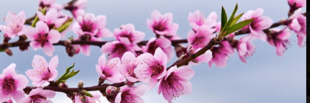 _ppsyche_'s profile banner image
