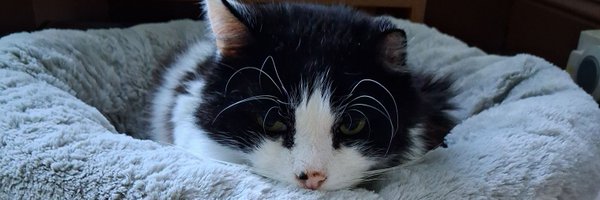 mpmeg Profile Banner