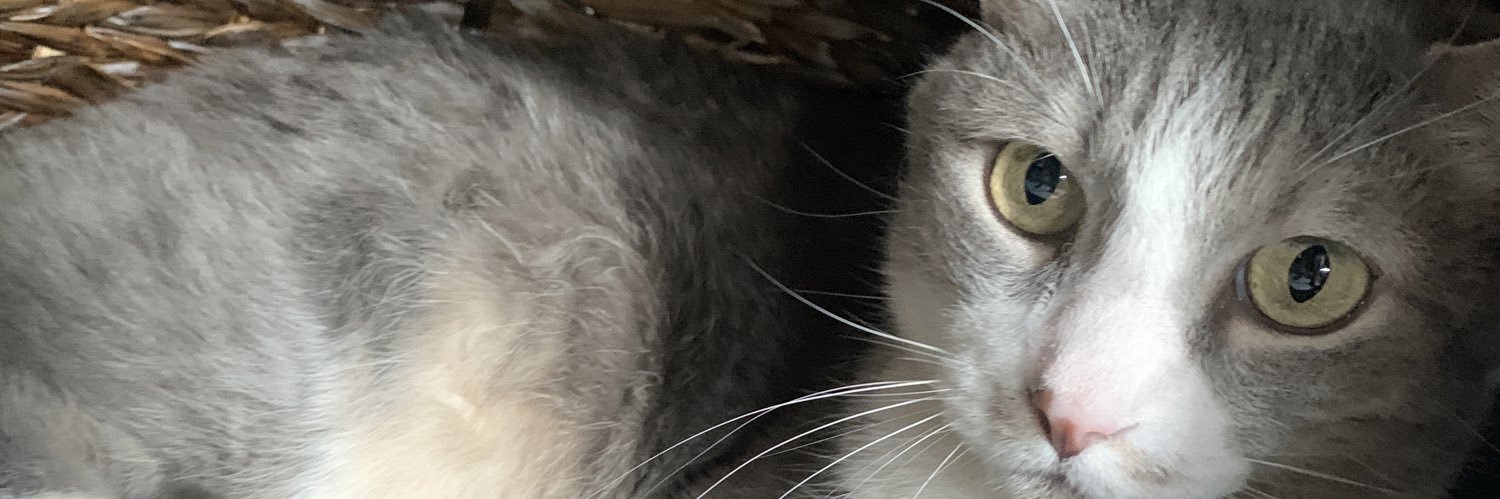 Asley Excentrique banner