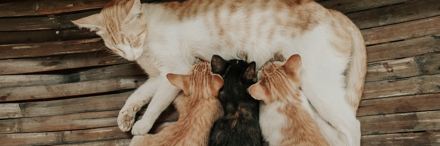 イマラナイリ banner