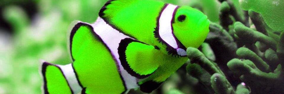 greenlightening's profile banner image