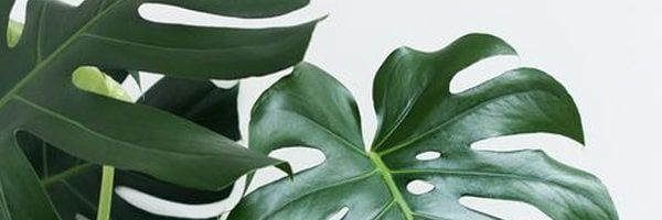 RelaMaricaRela's profile banner image