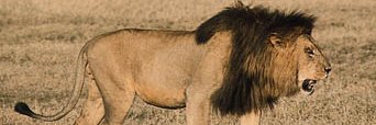 rr banner