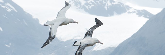Grbol's profile banner image