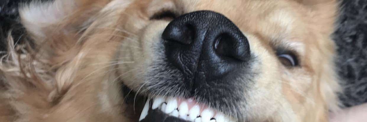 bearchell9's profile banner image