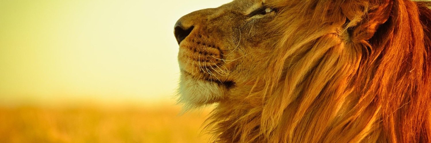 pilicorbo's profile banner image