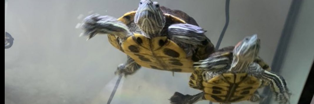 Philip Starns banner