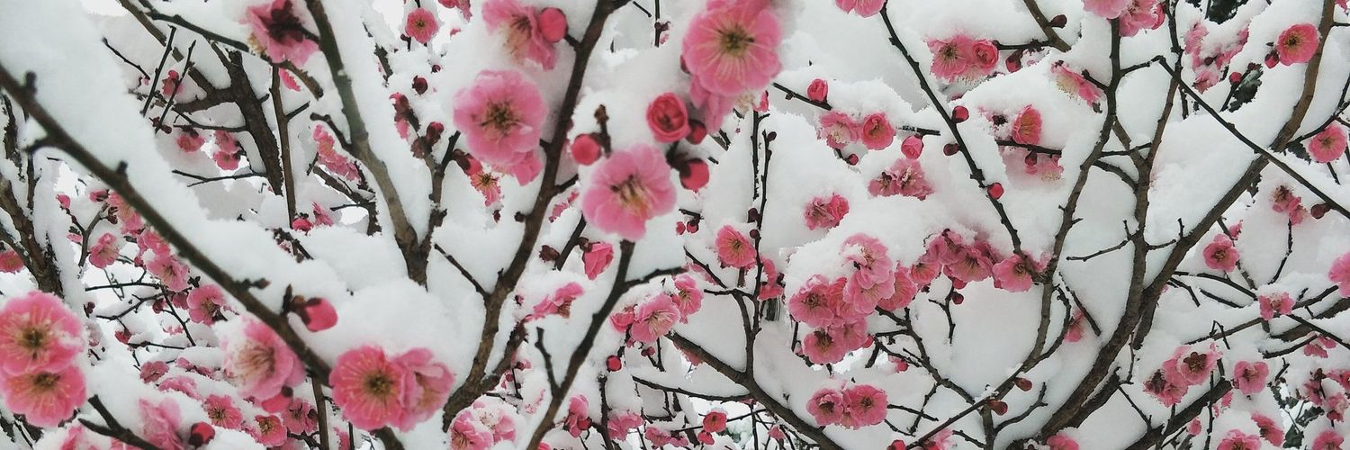Cherry_Mic's profile banner image