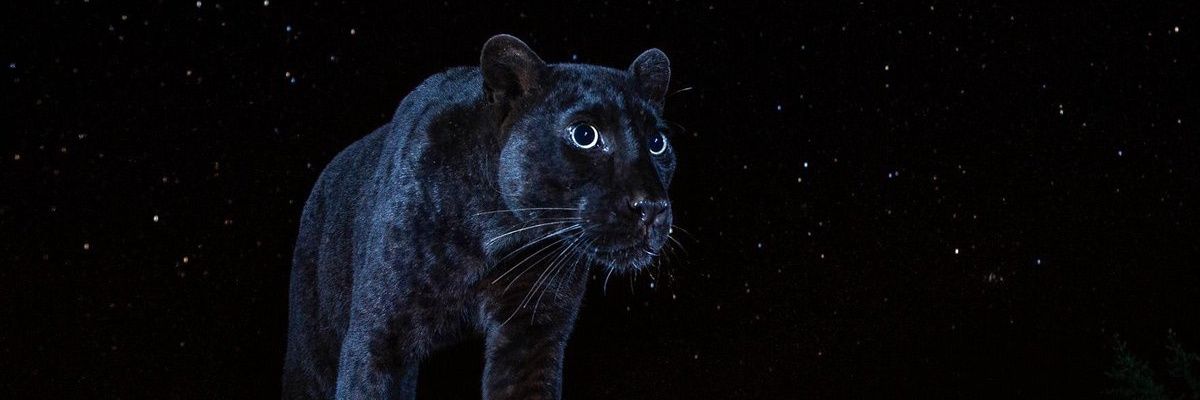 AnyDeyAnyTime's profile banner image
