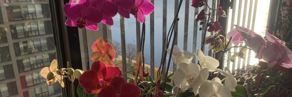 stephxie Profile Banner