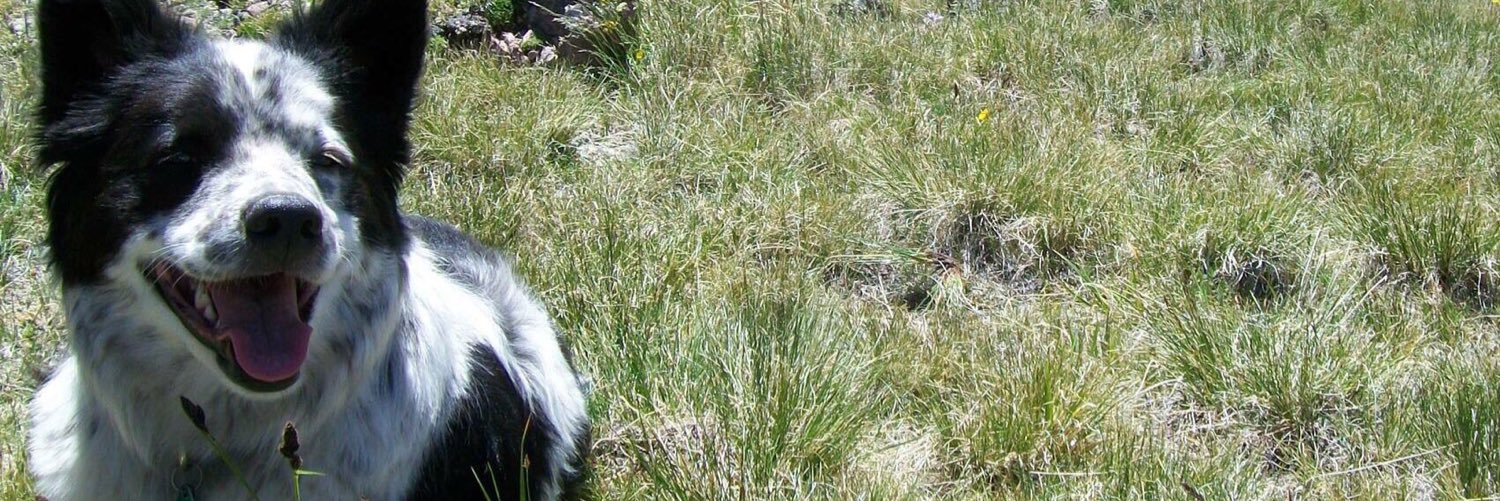 Michaela Medrano banner