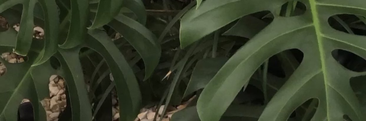 dedasouza31's profile banner image