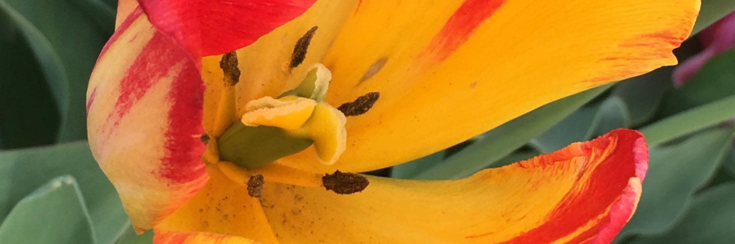 Steven Redlin banner