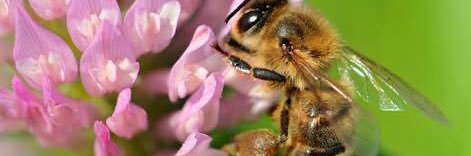 killerbee0350's profile banner image