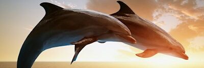 kpodelfin489's profile banner image