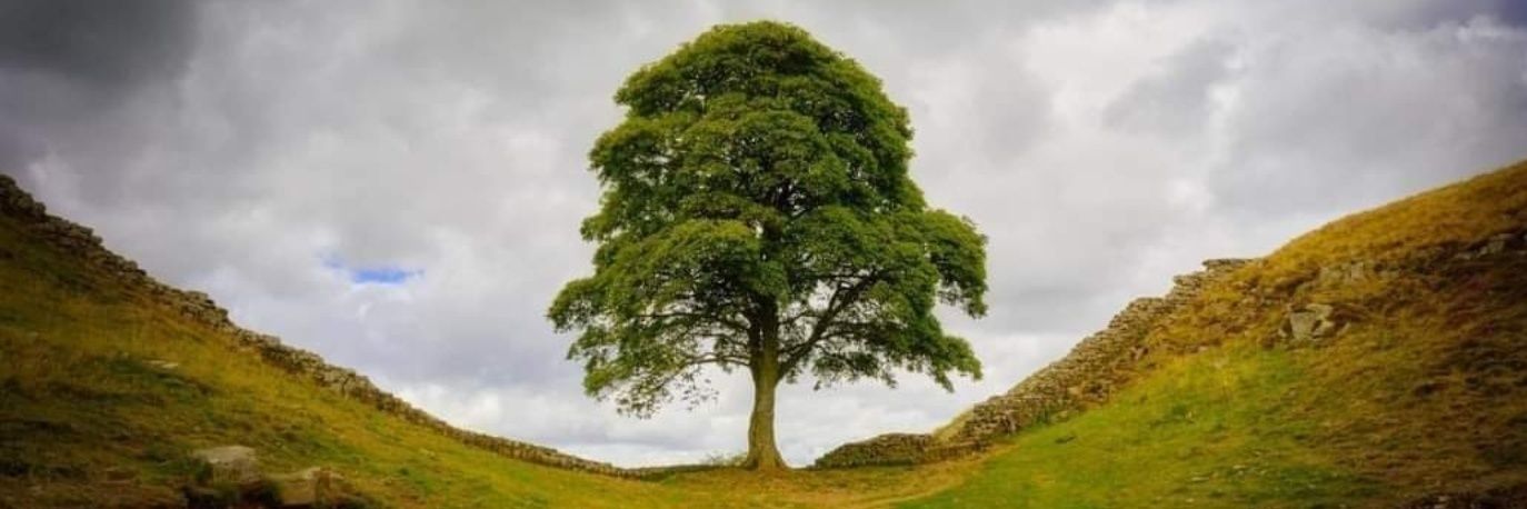 Mark Atkinson banner