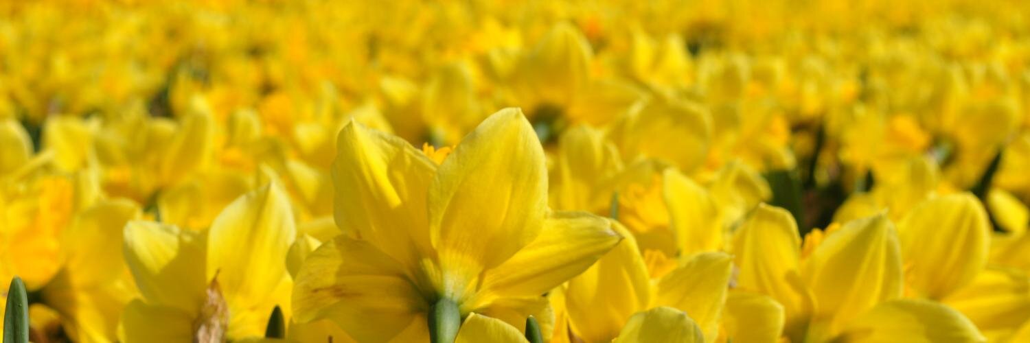 Fefi 🌼 banner