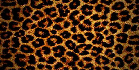 majestyaulia's profile banner image