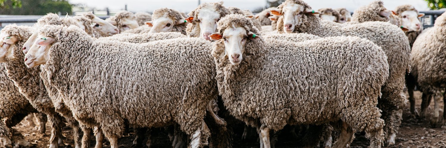 WoolProducers Aust. banner