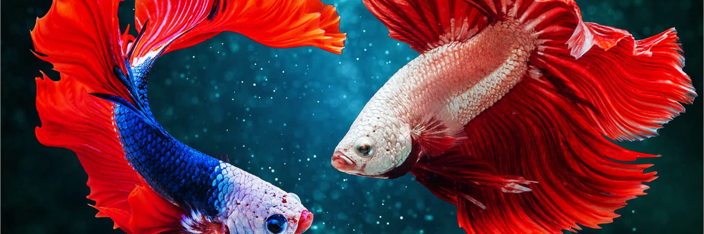 love fish banner