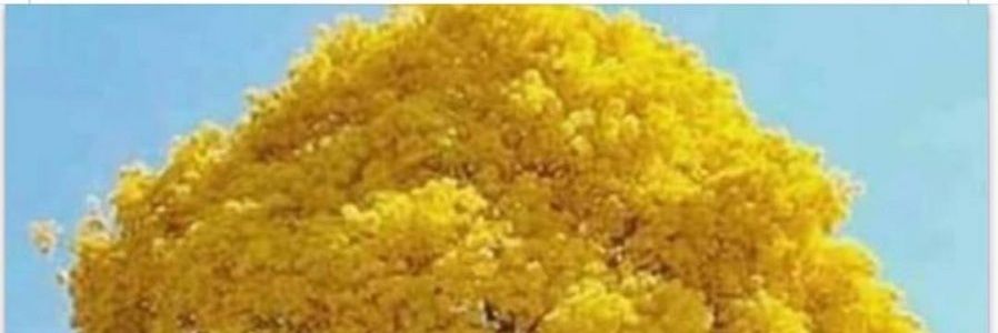 _ebrahin's profile banner image