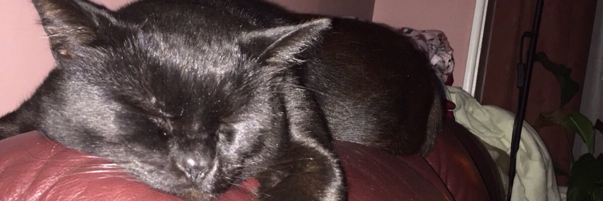 MelodieWebb's profile banner image