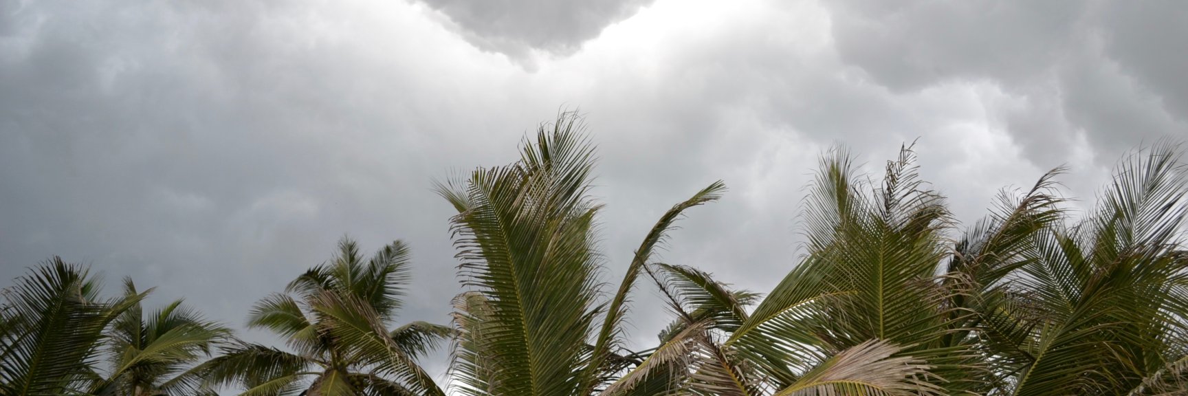 Pauline Destree banner