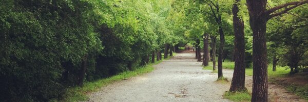 iamkimtree Profile Banner