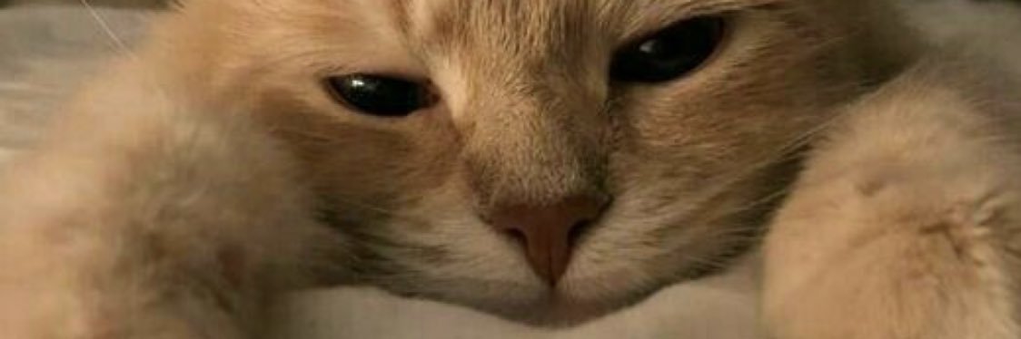 puponu_'s profile banner image