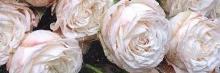 MalihasWorld's profile banner image