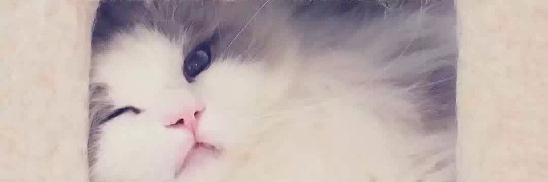 nurnasha2's profile banner image
