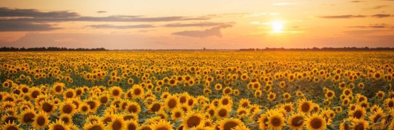 Ignacio Borque Roda banner