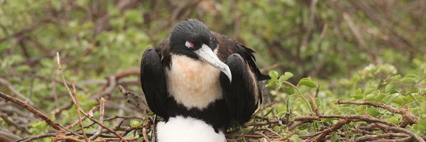 terrytwitcher Profile Banner