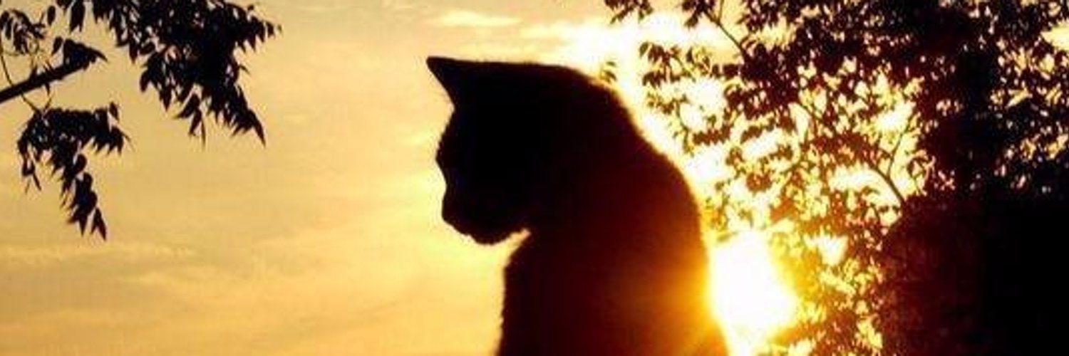 LAURADEPS's profile banner image