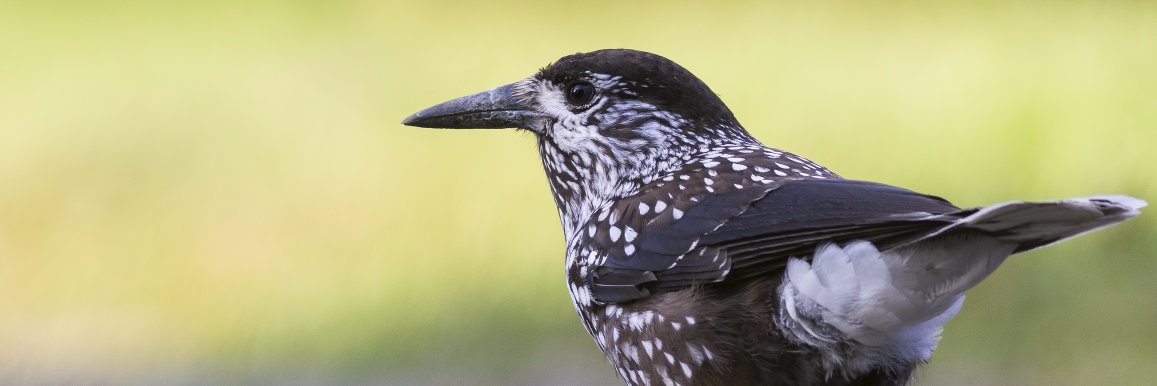 Rare Bird Network (@rbnUK) / Posts / X