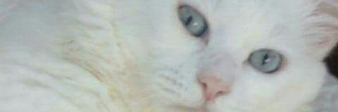 IbaezLoli's profile banner image
