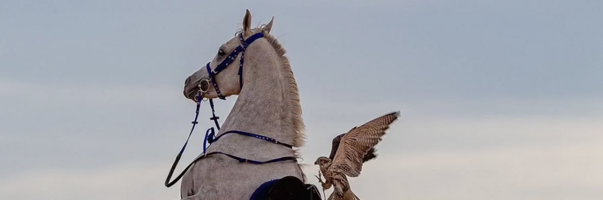 مهند banner