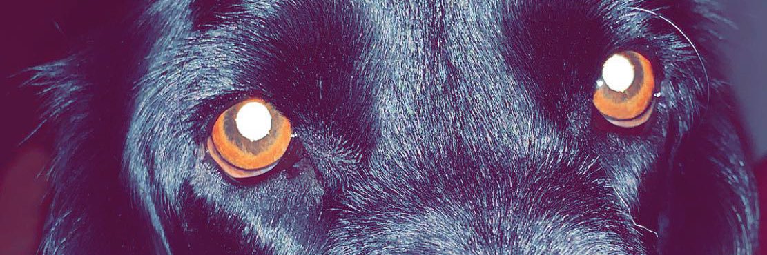 Megan_fancy's profile banner image
