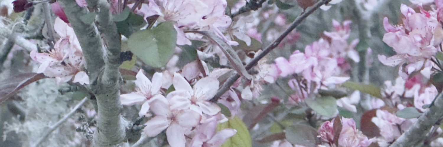 Jade Bulecza banner