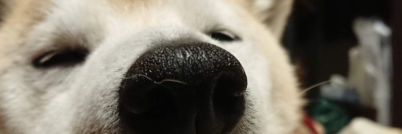 lalatunga's profile banner image