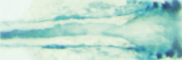 Andrew Nelson banner