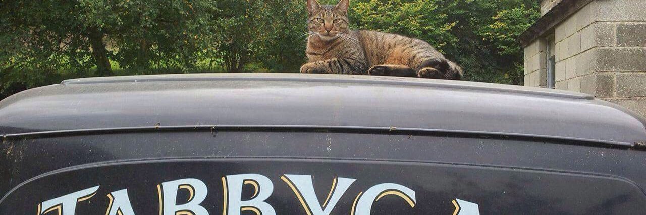 thetabbycatlady's profile banner image