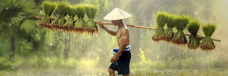 Crypto Rice Farmer banner