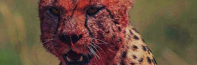 Nick banner