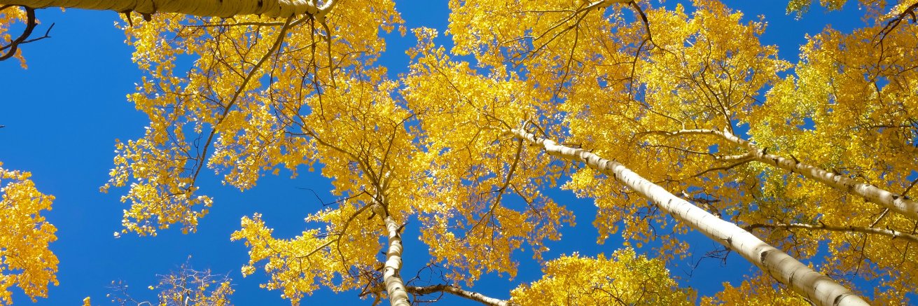 dkapeller's profile banner image