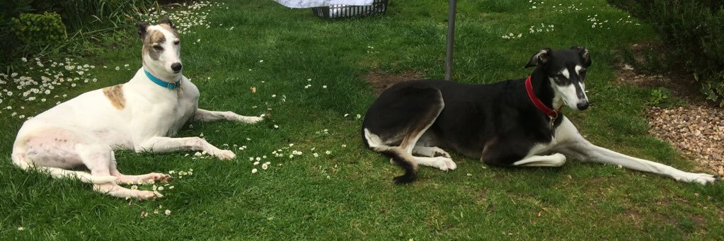 💙🇺🇦Gordon Rice 🐾🇪🇺End wars ☮️ Vegified 🌱 banner