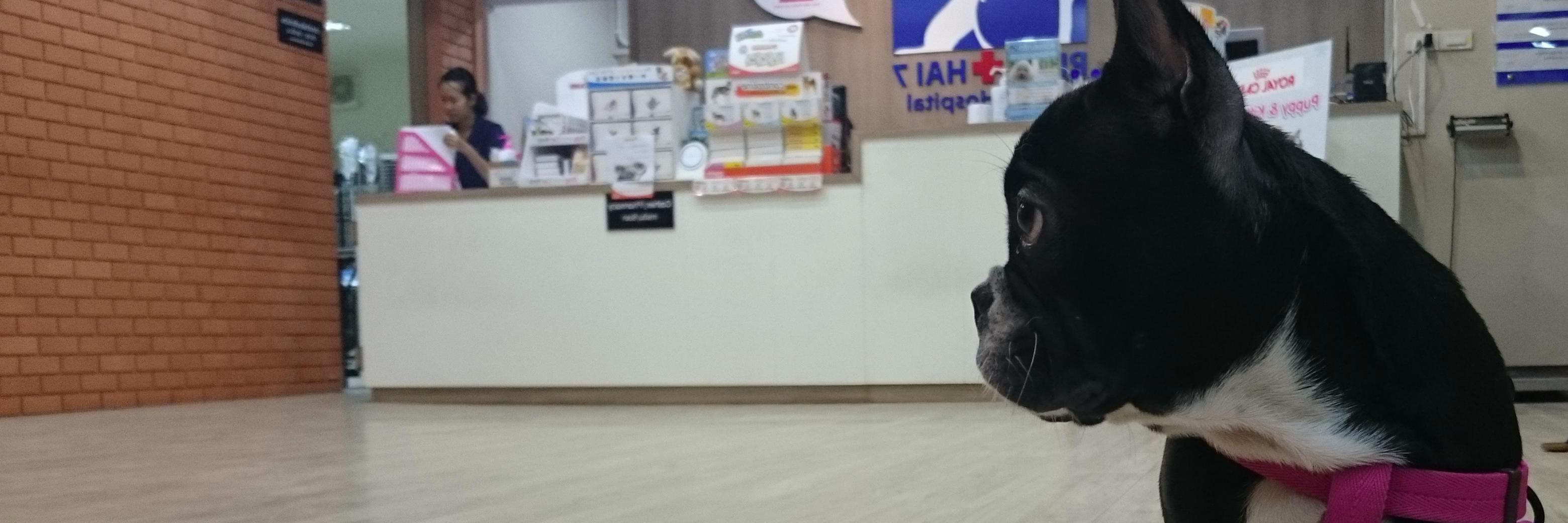 กระต่ายดำ banner